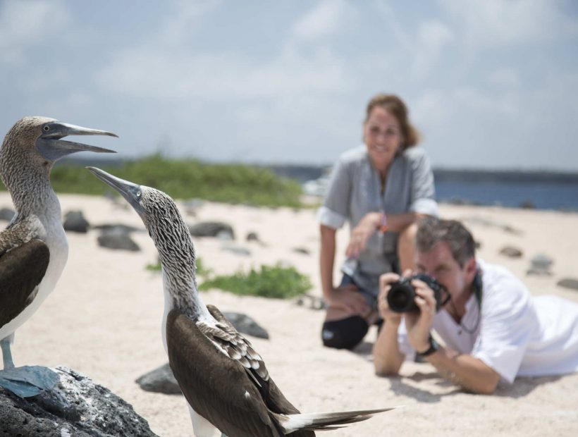 Blaufußtölpel auf Galápagos mit Gästen im Hintergrund