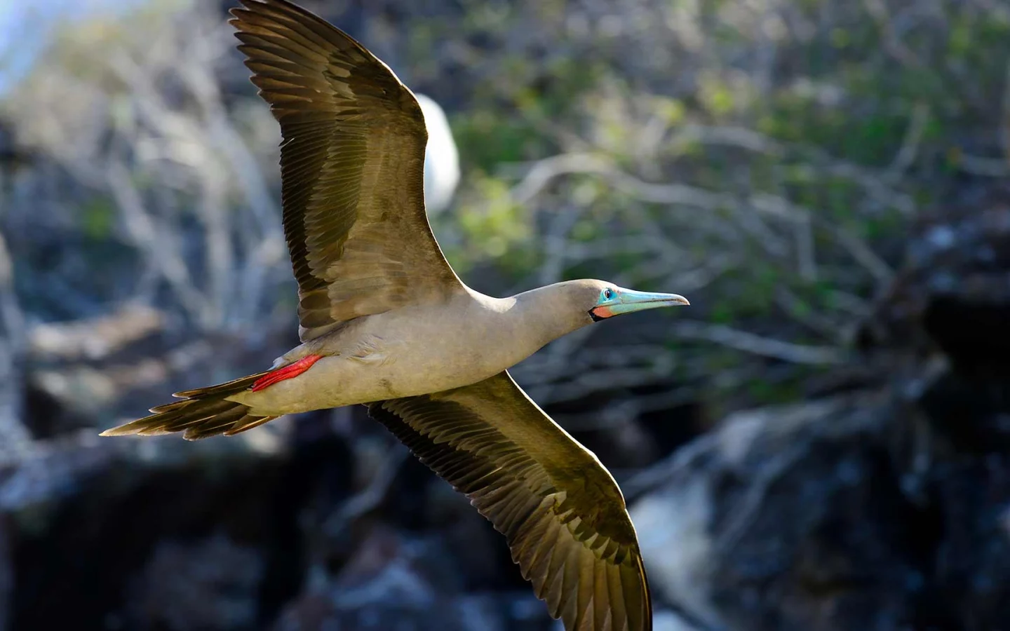 Rotfußtölpel (Sula sula websteri) im Flug