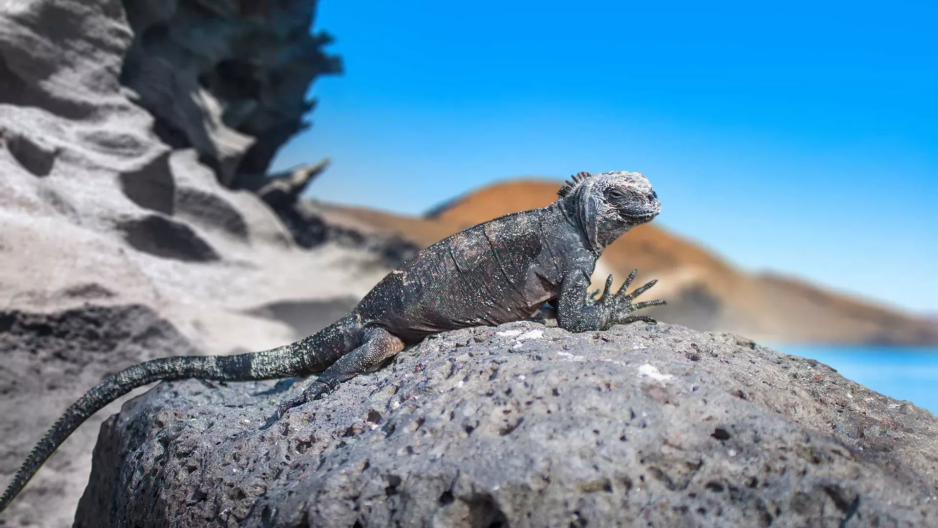 Naturwunder Galapagos