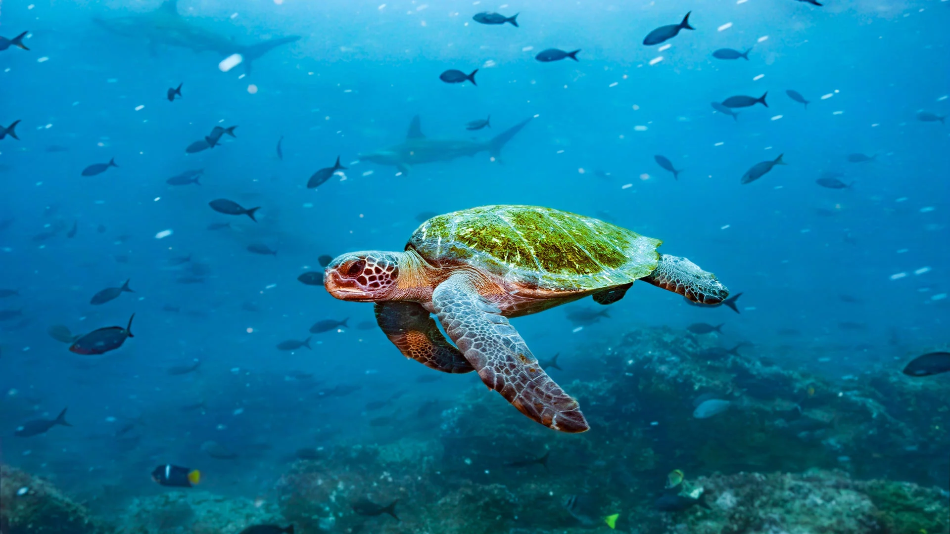 Galapagos Exklusiv