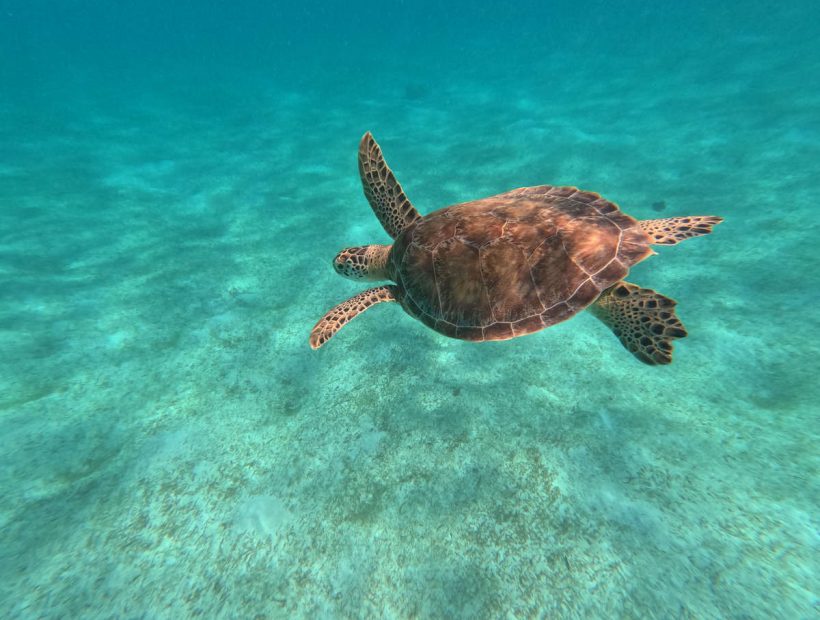 Meeresschildkröte schwimmt im klaren türkisblauen Wasser der Karibik
