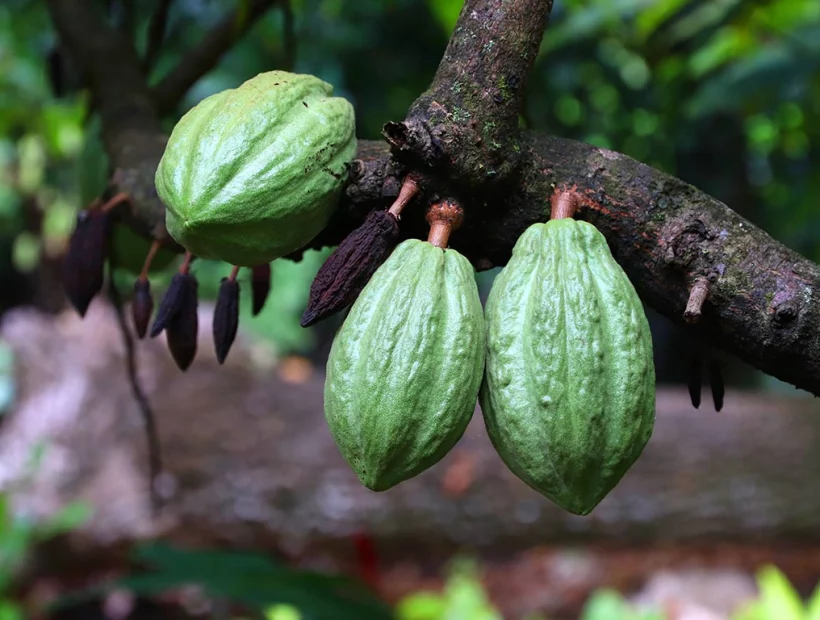 Kakaofrüchte auf einem Baum in der Karibik Insel Guadeloupe