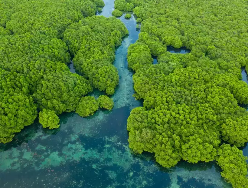 Amazonas als ergänzender Bildeindruck
