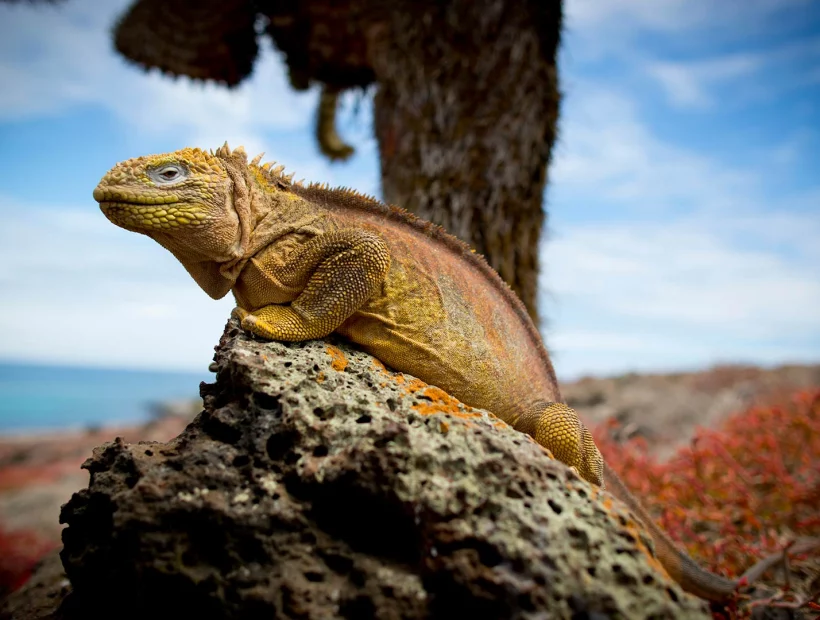 Galapagos