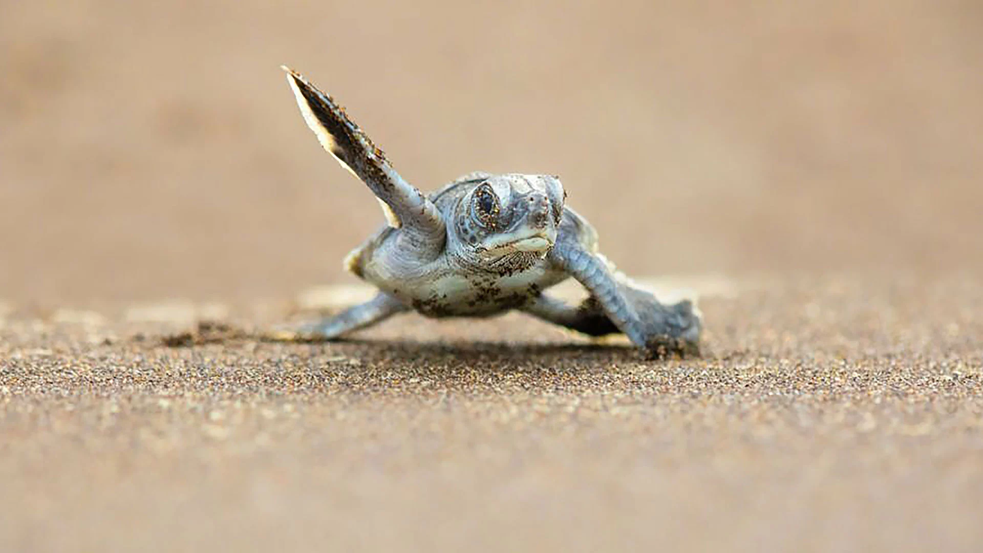 Baby Schildkröte in Costa Rica