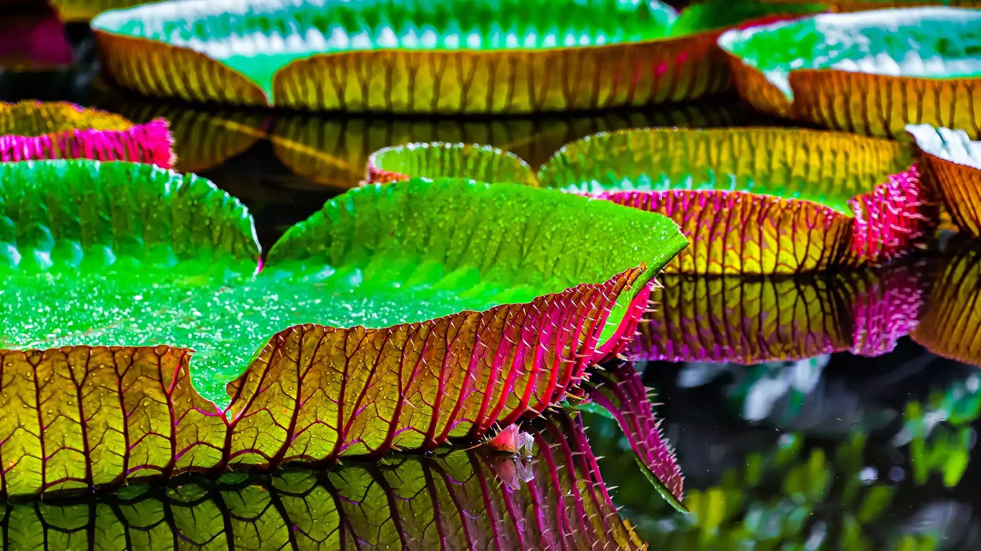 Riesenseerosen im Amazonas